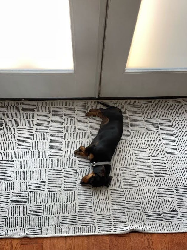 Bosco-the-weiner