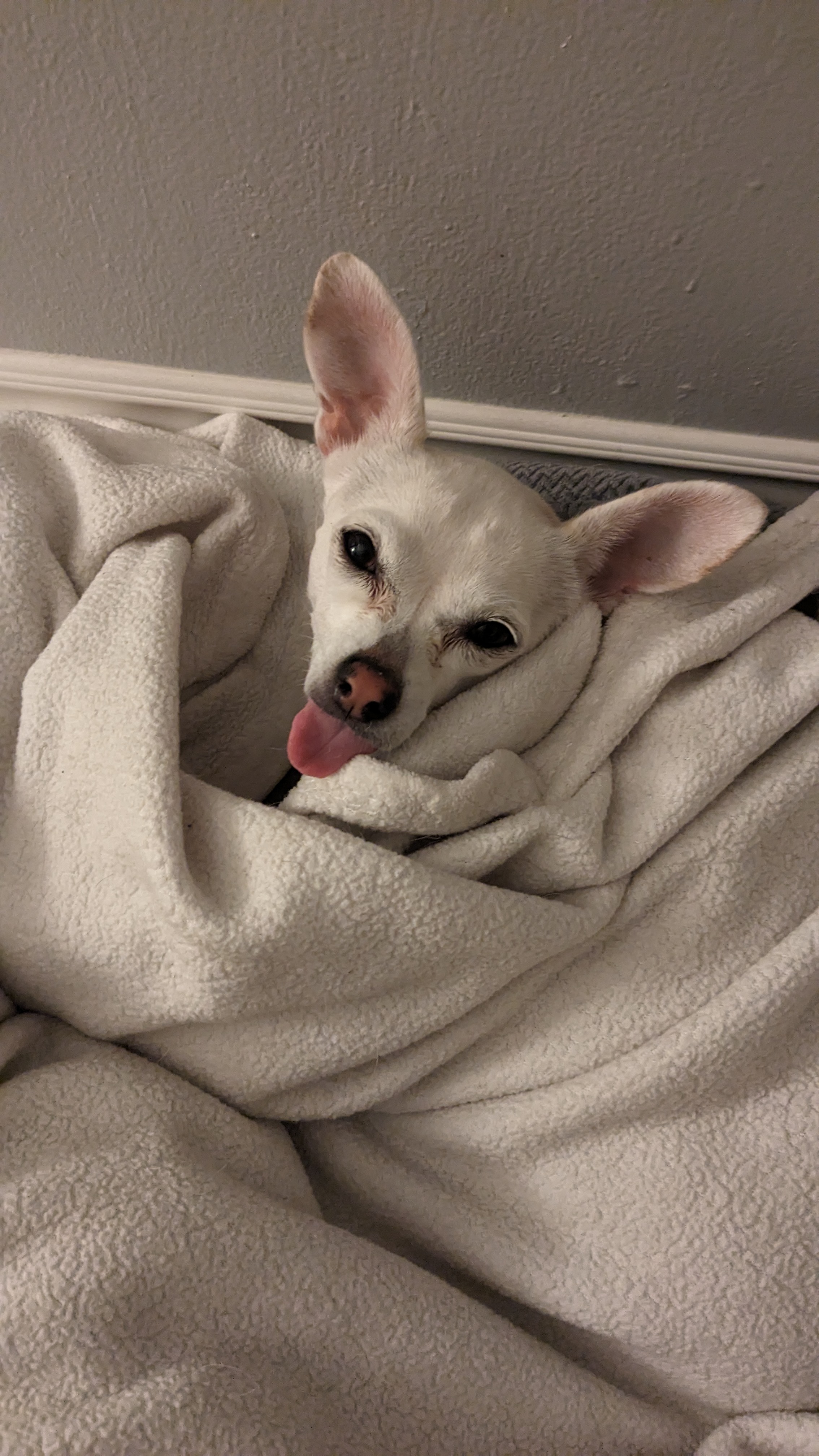 a white chihuahua